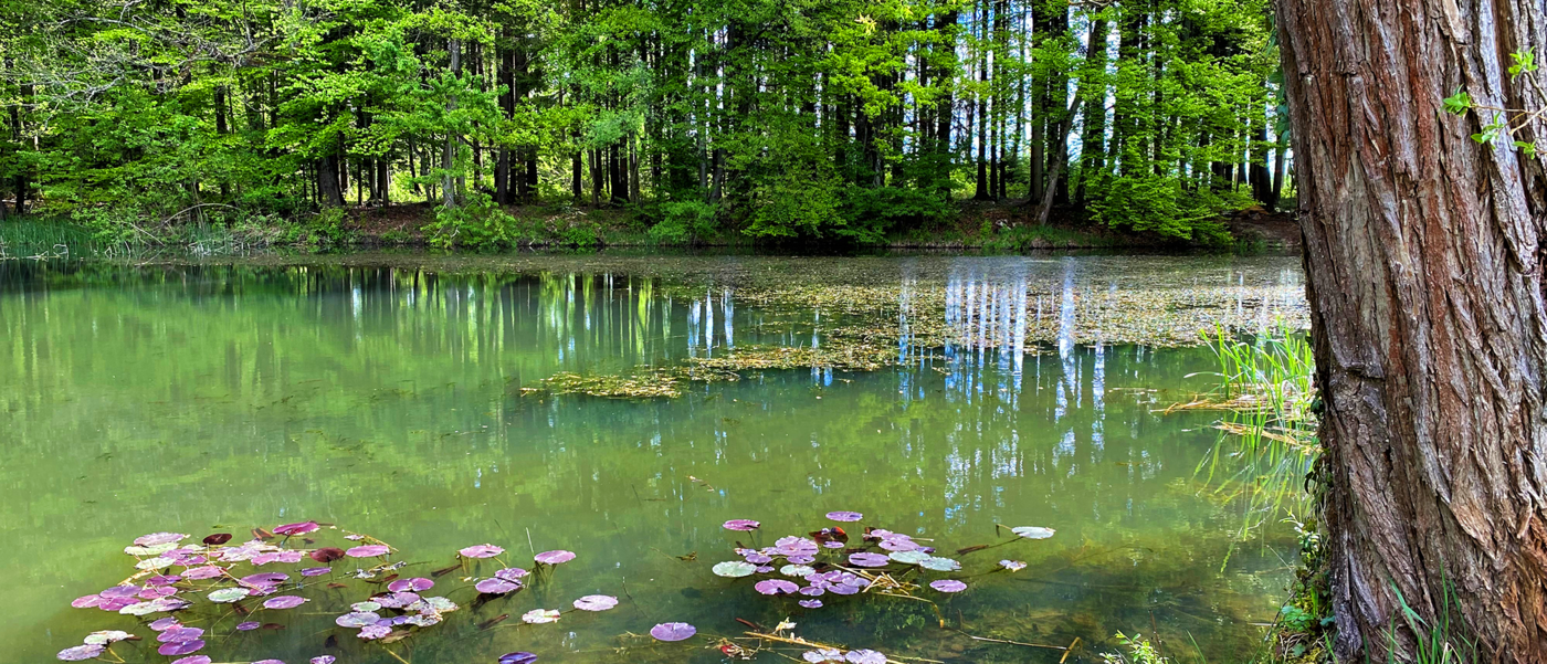 Walter Wittwer Immobilienberatungen AG_Verkauf Einzelobjekte_Seuzacherstrasse 53_8412 Riet Neftenbach Walter Wittwer Immobilienberatungen AG_Verkauf Einzelobjekte_Seuzacherstrasse 53_8412 Riet Neftenbach